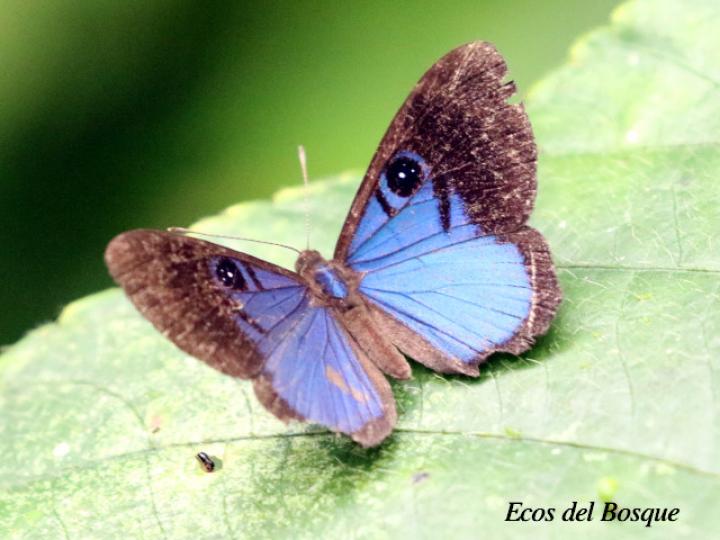 Mesosemia asa asa (Marca de metal ojos azul profundo)
