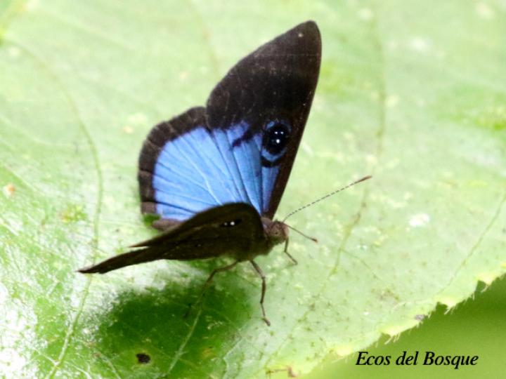 Mesosemia asa asa (Marca de metal ojos azul profundo)