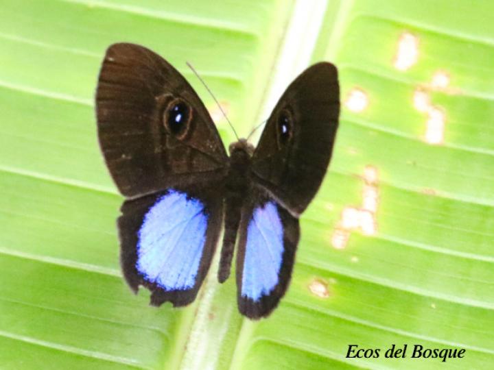 Mesosemia carissima (Marca de metal de ojos y parche azu)