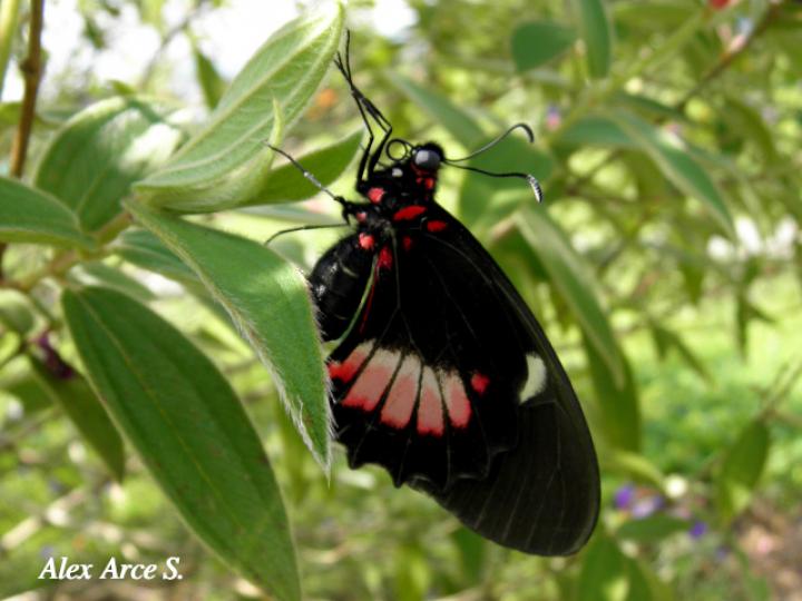 Mimoides ilus branchus (Mariposa cometa ilusión)