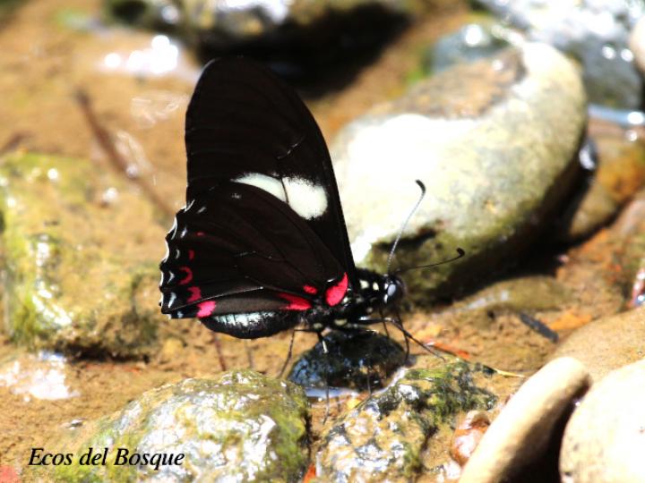 Mimoides pausanias prasinus