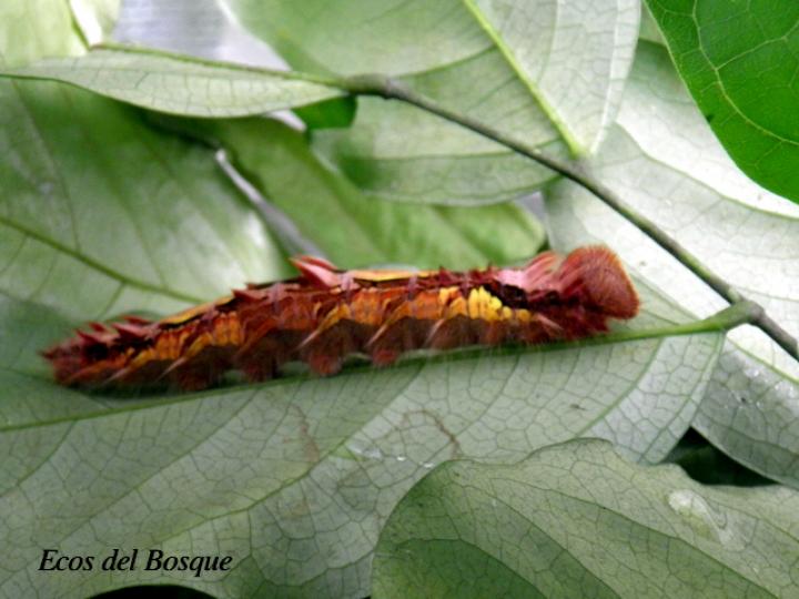 Morpho helenor marinita (Morfo común)