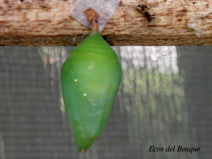 Morpho helenor marinita (Morfo común)