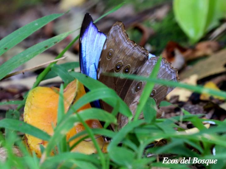 Morpho menelaus amathonte