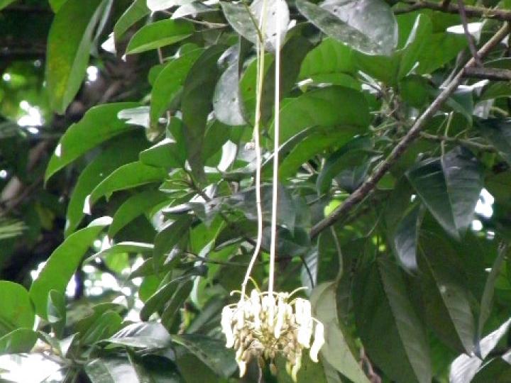 Mucuna holtonii (Ojo de buey)