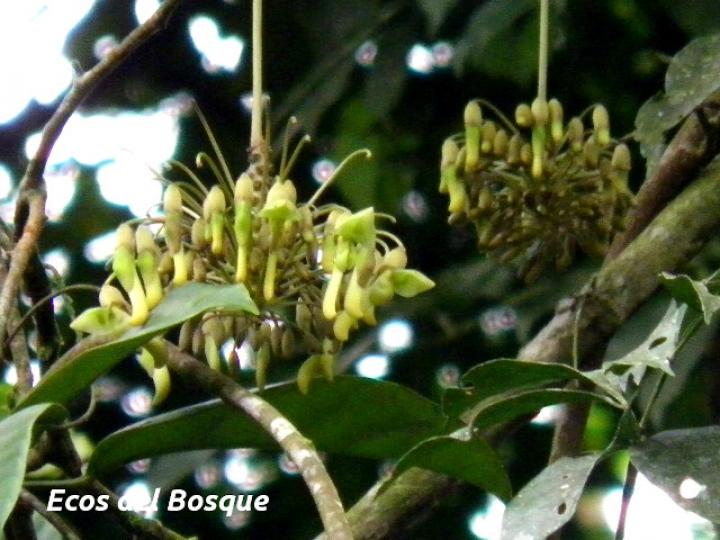 Mucuna holtonii (Ojo de buey)