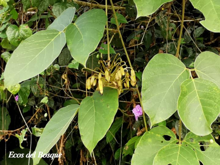 Mucuna holtonii (Ojo de buey)