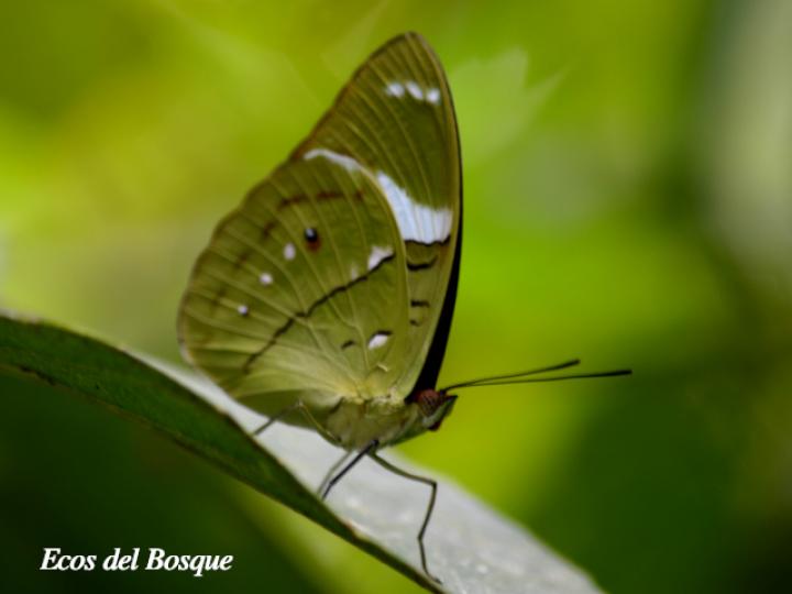 Nessaea aglaura aglaura (Nessaea norteña)