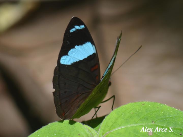 Nessaea aglaura aglaura (Nessaea norteña)