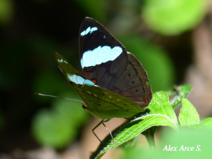 Nessaea aglaura aglaura (Nessaea norteña)
