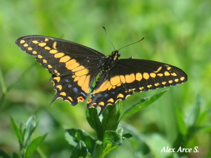 Papilio polyxenes stabilis (Cola de golondrina negra centroamericana)