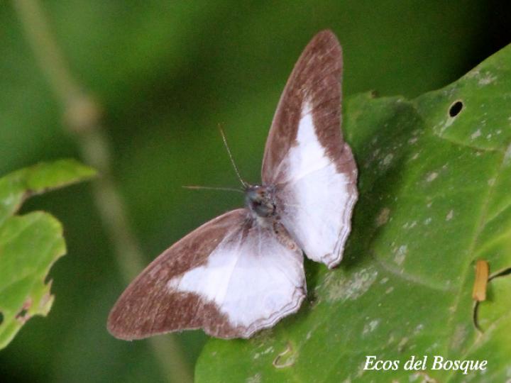 Pareuptychia metaleuca (Sátiro de una banda)