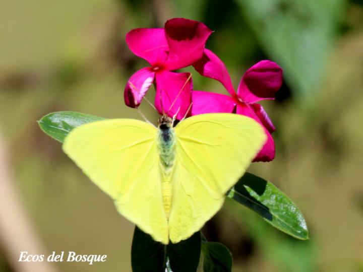 Phoebis sennae marcellina