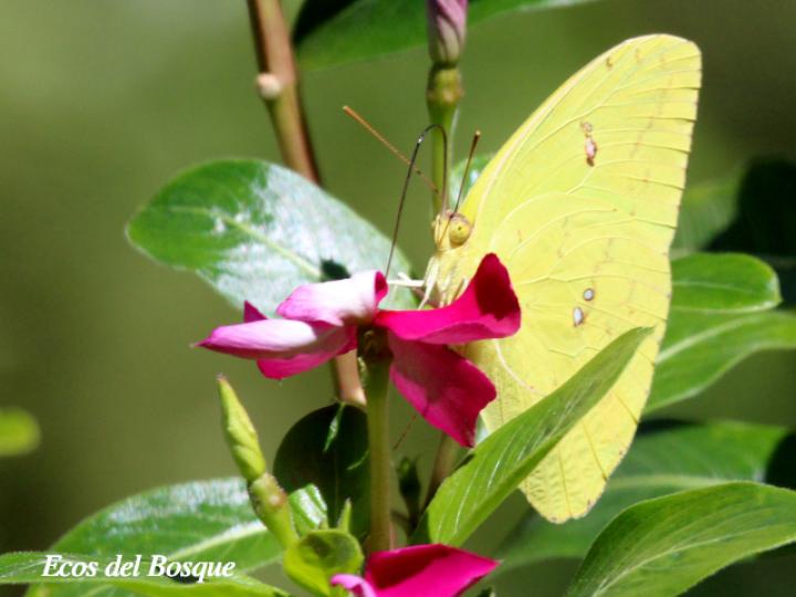 Phoebis sennae marcellina