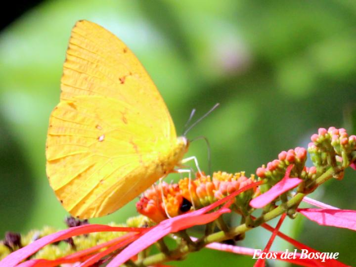 Phoebis sennae marcellina