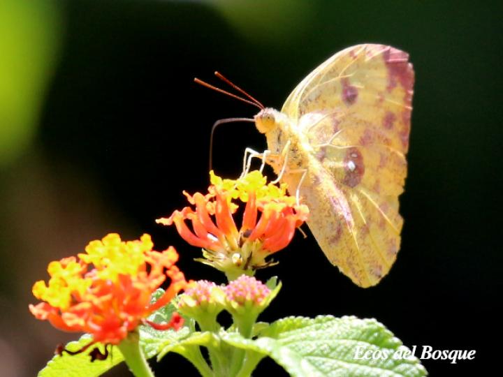 Phoebis sennae marcellina