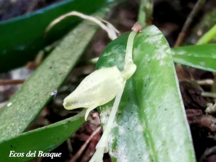 Pleurothallis priunosa