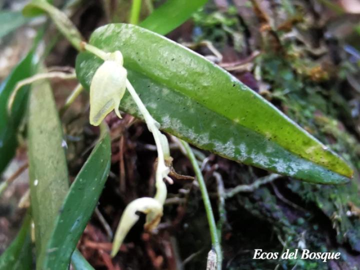 Pleurothallis priunosa