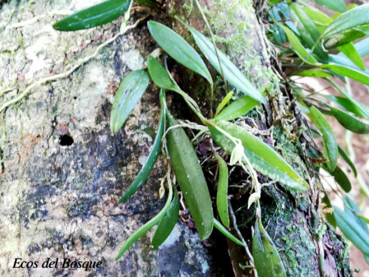Pleurothallis priunosa