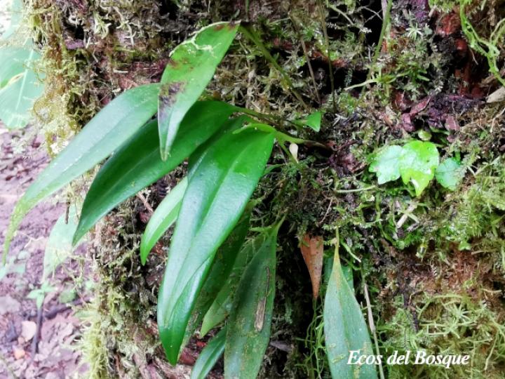 Pleurothallis ruscifolia