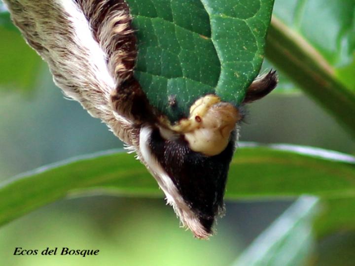 Podalia orsilochus (Gusano ratón)