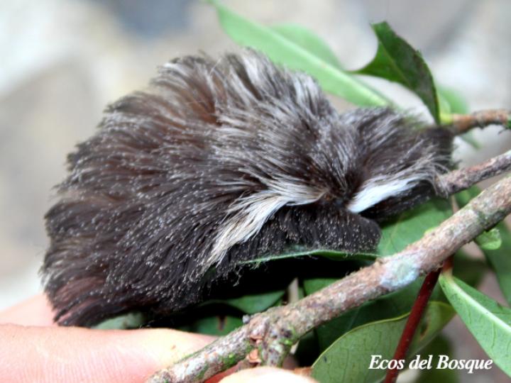 Podalia orsilochusd (Gusano ratón)