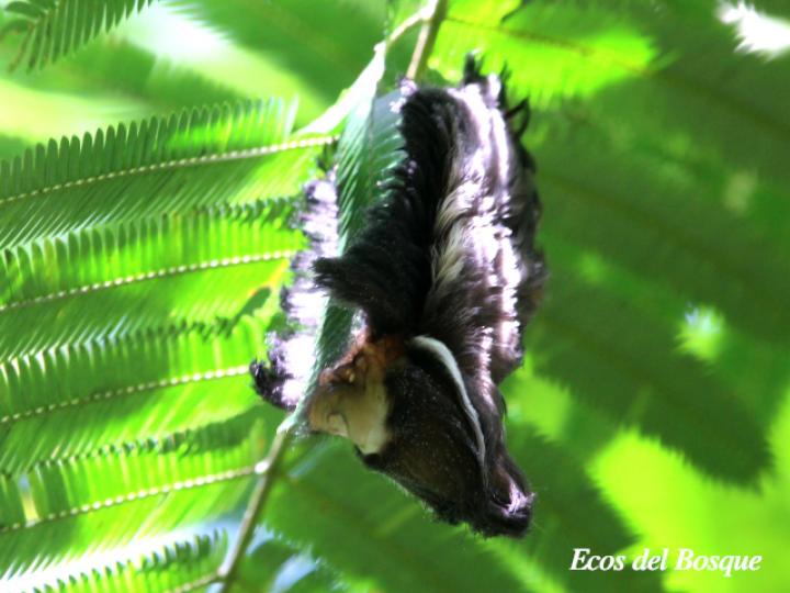 Podalia orsilochus (Gusano ratón)