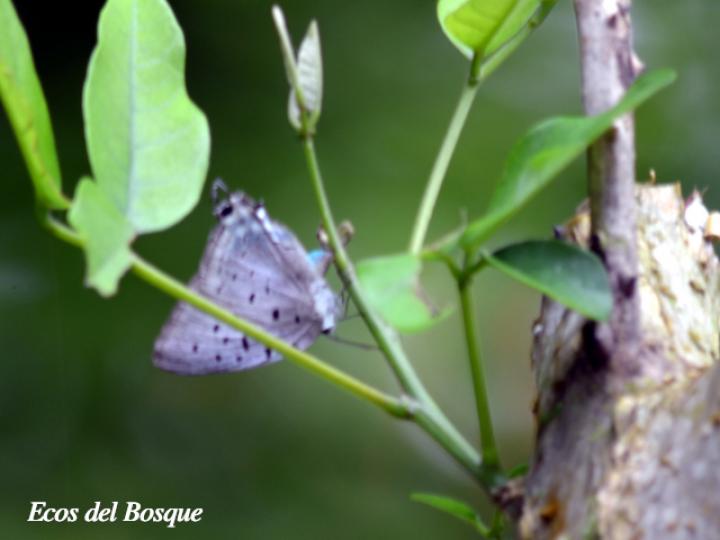 Mariposa sedosa reina azul