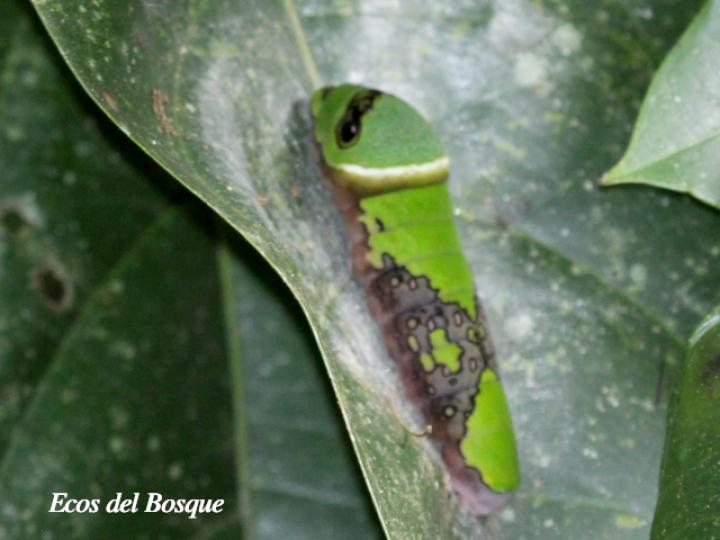 Larva Pterourus menatius vulneratus