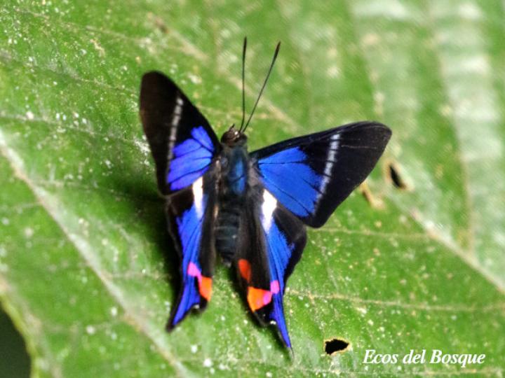 Rhetus periander naevianus