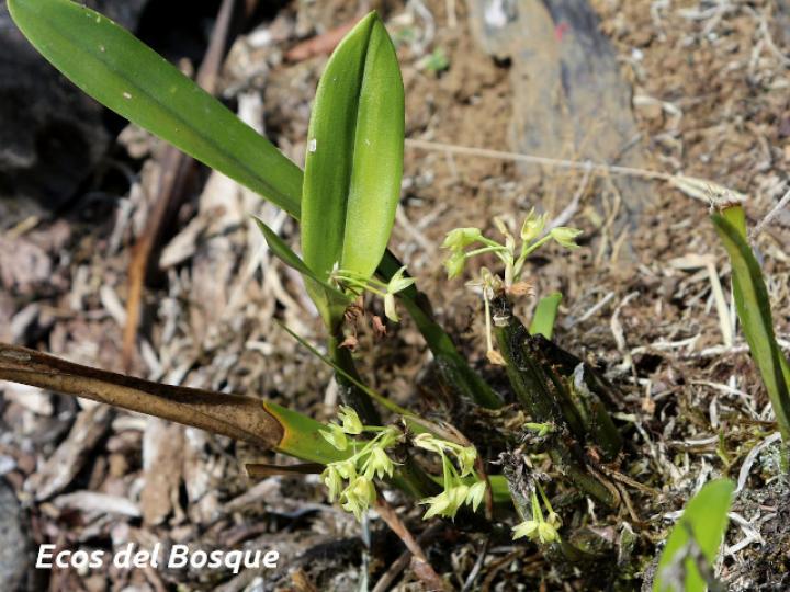 Scaphyglottis lindeniana