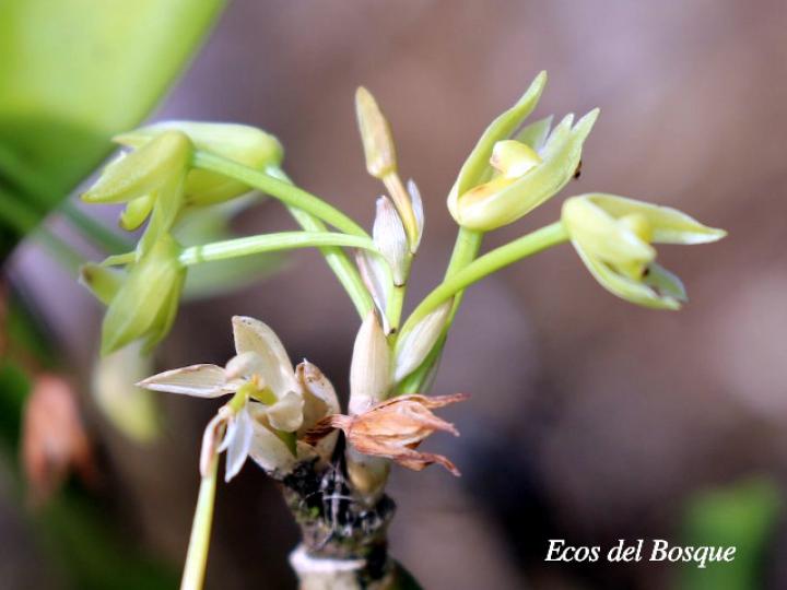 Scaphyglottis lindeniana