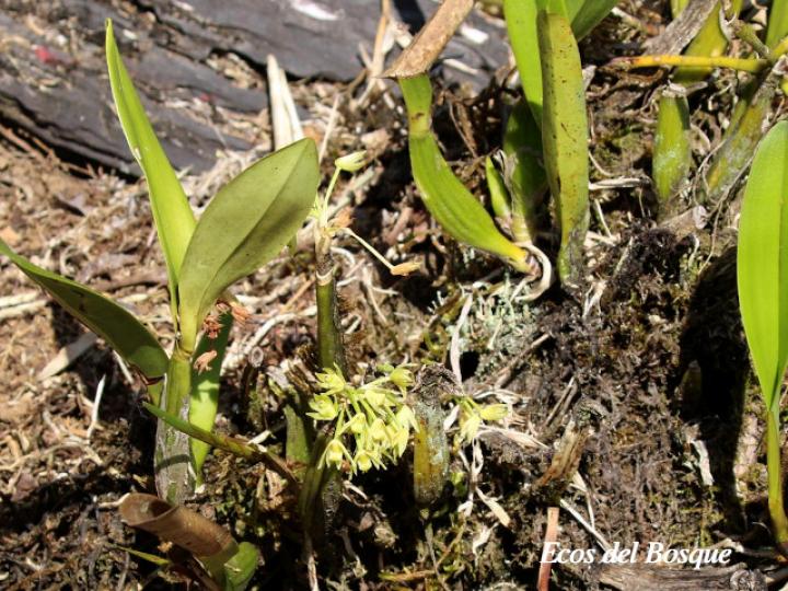 Scaphyglottis lindeniana