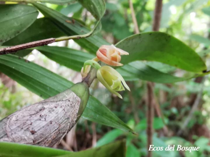 Scaphyglottis lindeniana