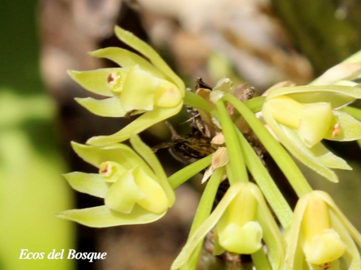 Scaphyglottis lindeniana