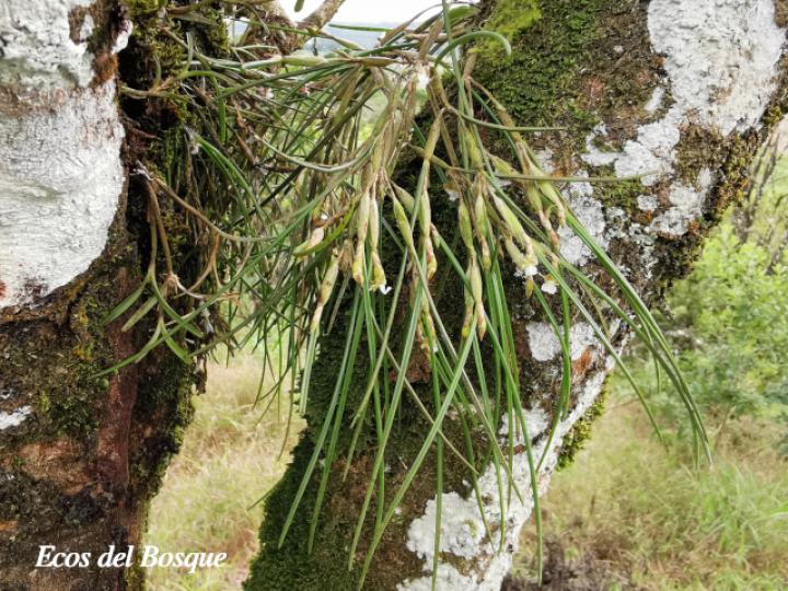Scaphyglottis subulata