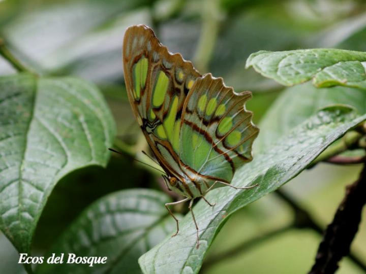 Siproeta stelenes biplagiata