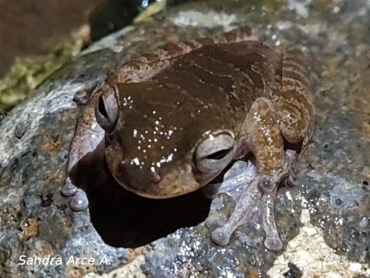 Smilisca sordida (Rana arborícola parda)
