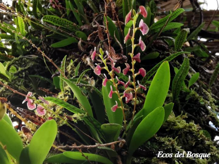 Stelis parvula