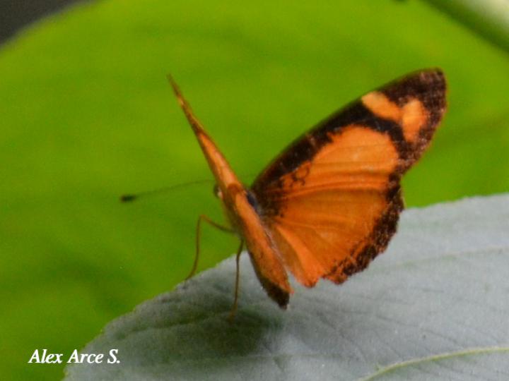 Tegosa anieta anieta