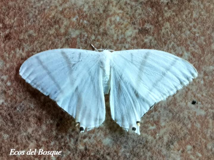 Therinia transversaria