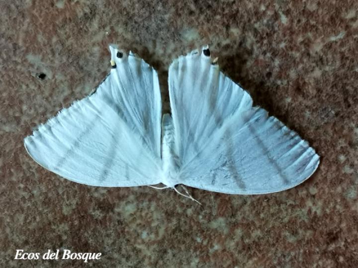Therinia transversaria