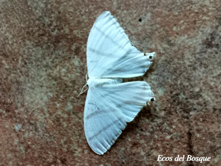 Therinia transversaria