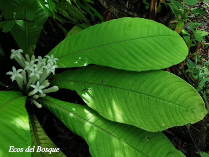 Amphidasya longicalycina