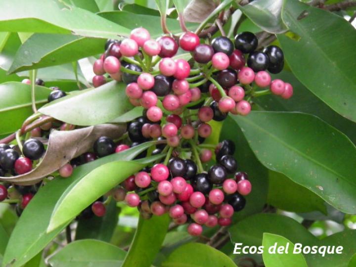 Ardisia elliptica (Tucuico)