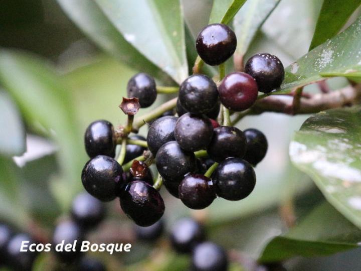 Ardisia elliptica (Tucuico)