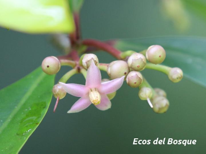 Ardisia elliptica (Tucuico)