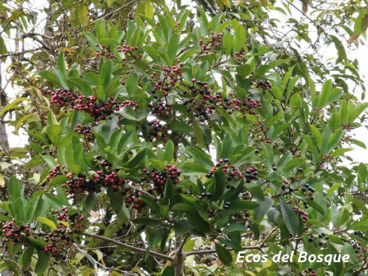 Ardisia elliptica (Tucuico)