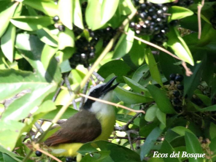 Ardisia elliptica (Tucuico)