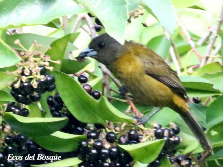 Ardisia elliptica (Tucuico)